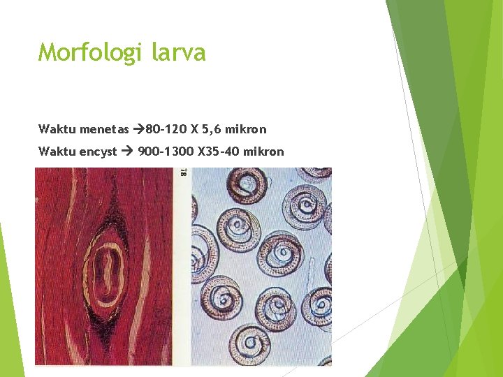 Morfologi larva Waktu menetas 80 -120 X 5, 6 mikron Waktu encyst 900 -1300