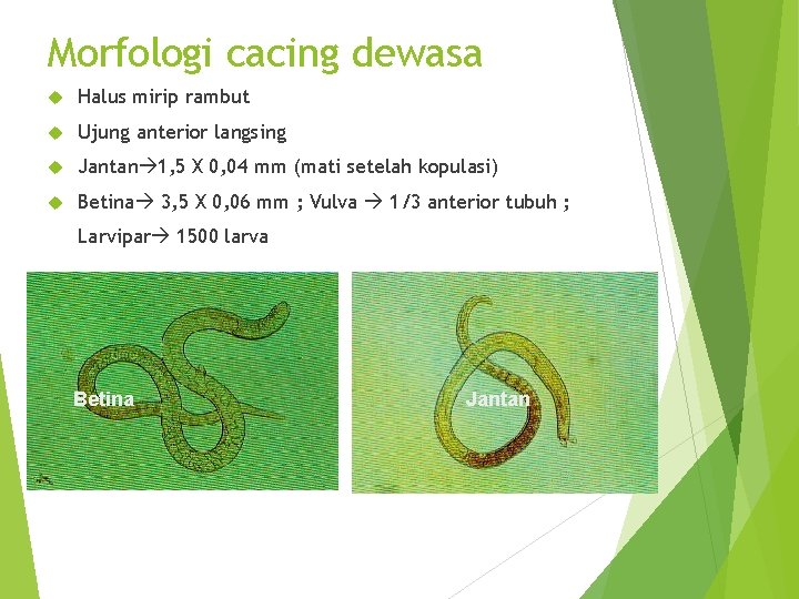 Morfologi cacing dewasa Halus mirip rambut Ujung anterior langsing Jantan 1, 5 X 0,