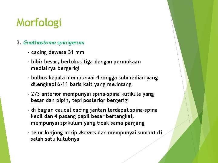 Morfologi 3. Gnathostoma spinigerum - cacing dewasa 31 mm - bibir besar, berlobus tiga