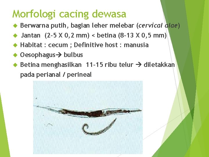 Morfologi cacing dewasa Berwarna putih, bagian leher melebar (cervical alae) Jantan (2 -5 X