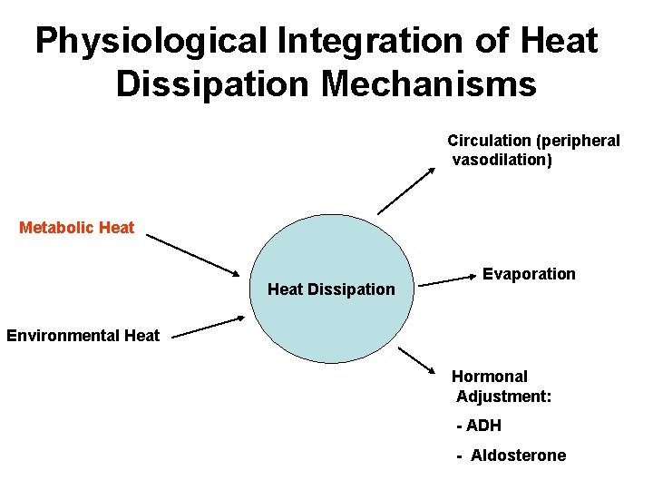 Physiological Integration of Heat Dissipation Mechanisms Circulation (peripheral vasodilation) Metabolic Heat Dissipation Evaporation Environmental