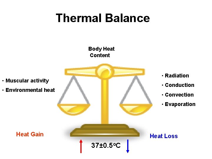 Thermal Balance Body Heat Content • Radiation • Muscular activity • Conduction • Environmental