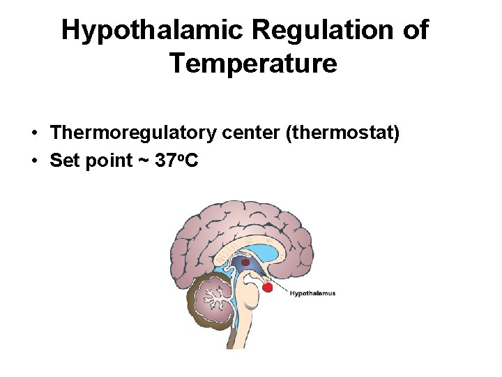 Hypothalamic Regulation of Temperature • Thermoregulatory center (thermostat) • Set point ~ 37 o.
