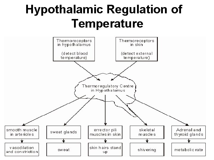Hypothalamic Regulation of Temperature 