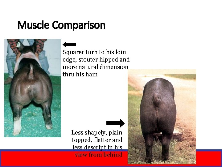 Muscle Comparison Squarer turn to his loin edge, stouter hipped and more natural dimension