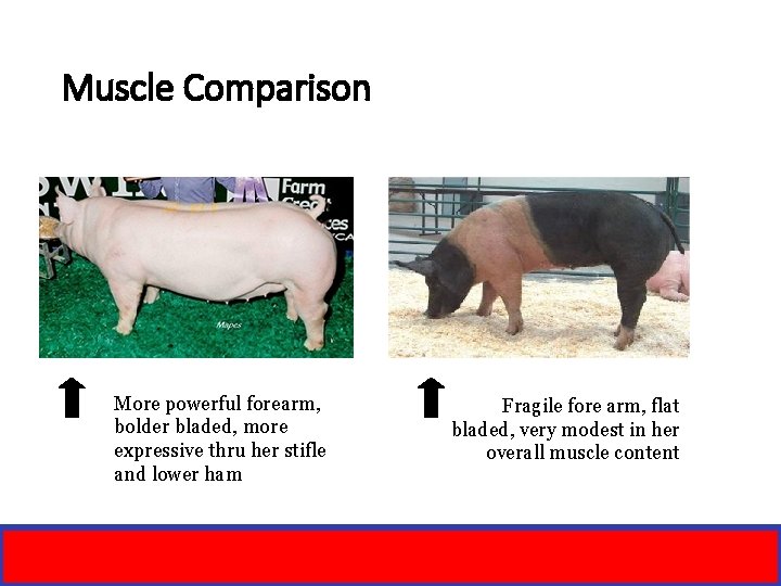 Muscle Comparison More powerful forearm, bolder bladed, more expressive thru her stifle and lower