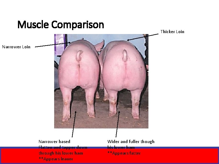 Muscle Comparison Thicker Loin Narrower based Flatten and tapper down through his lower ham