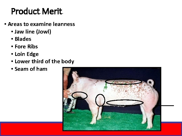 Product Merit • Areas to examine leanness • Jaw line (Jowl) • Blades •