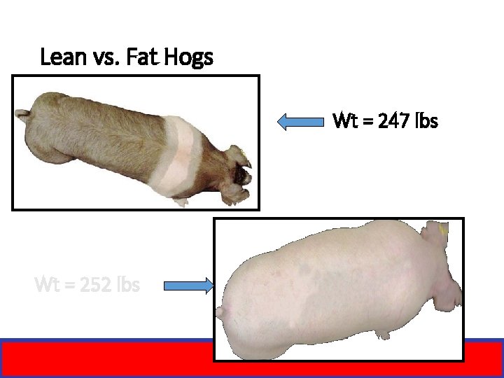 Lean vs. Fat Hogs Wt = 247 lbs Wt = 252 lbs 
