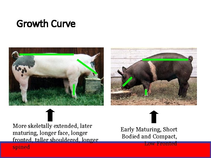 Growth Curve More skeletally extended, later maturing, longer face, longer fronted, taller shouldered, longer