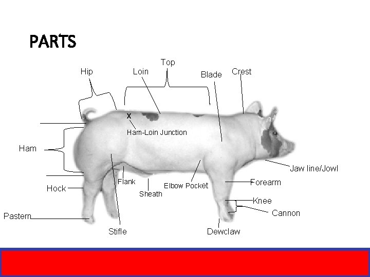 PARTS Top Hip Loin Blade Crest x Ham-Loin Junction Ham Jaw line/Jowl Hock Flank