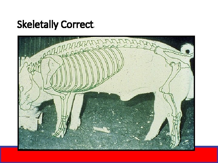 Skeletally Correct 