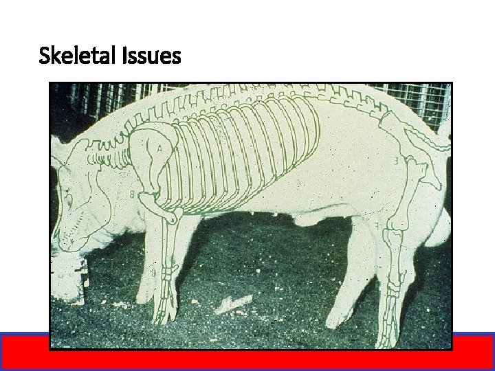 Skeletal Issues 