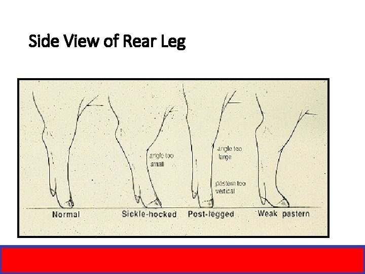 Side View of Rear Leg 