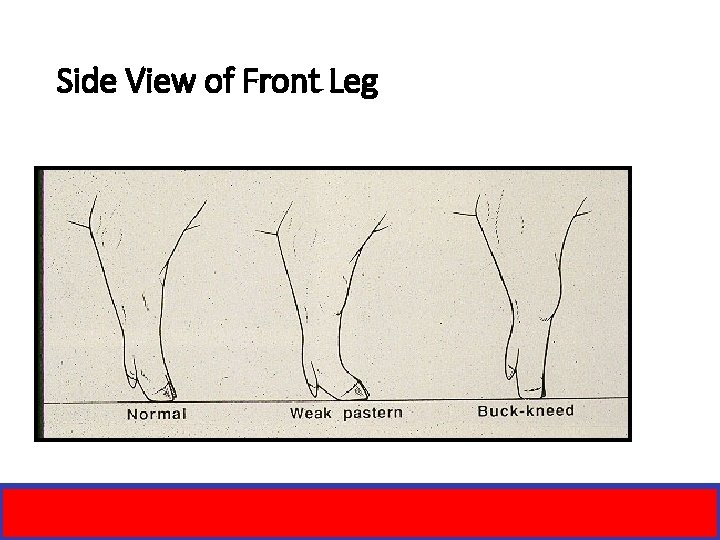Side View of Front Leg 