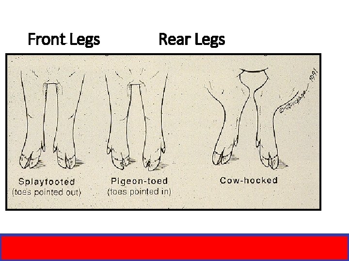 Front Legs Rear Legs 