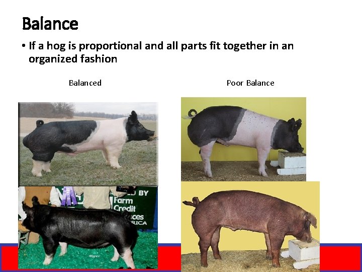Balance • If a hog is proportional and all parts fit together in an