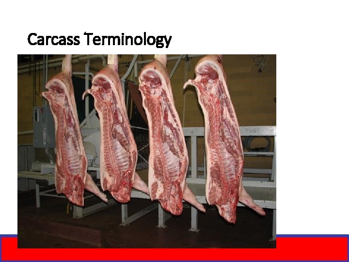 Carcass Terminology 