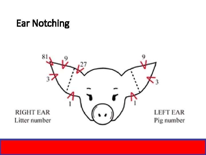 Ear Notching 