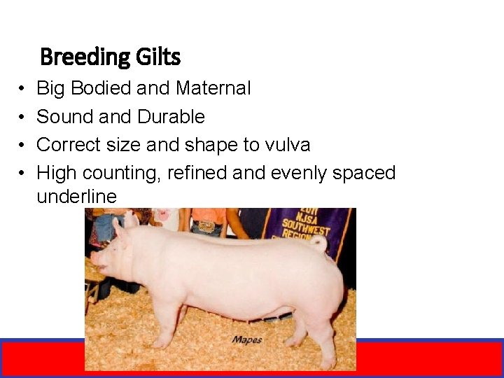Breeding Gilts • • Big Bodied and Maternal Sound and Durable Correct size and