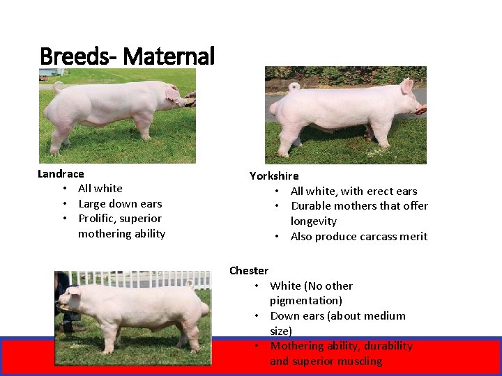Breeds- Maternal Landrace • All white • Large down ears • Prolific, superior mothering