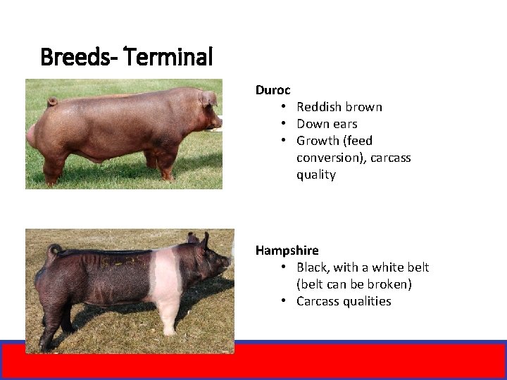 Breeds- Terminal Duroc • Reddish brown • Down ears • Growth (feed conversion), carcass