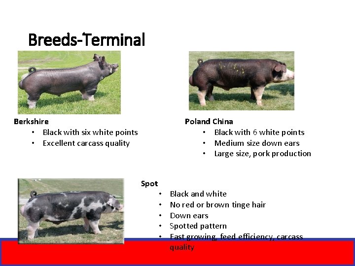 Breeds-Terminal Berkshire • Black with six white points • Excellent carcass quality Poland China