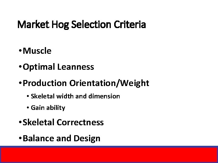 Market Hog Selection Criteria • Muscle • Optimal Leanness • Production Orientation/Weight • Skeletal