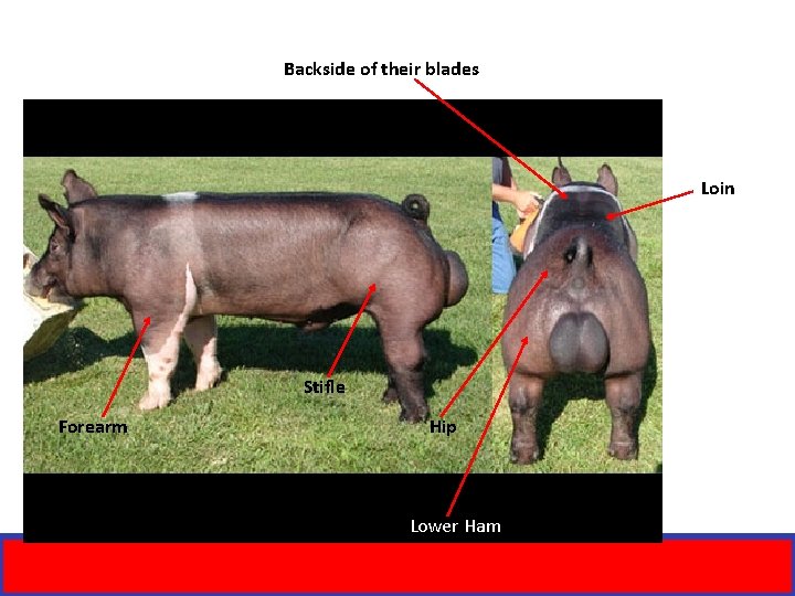 Backside of their blades Loin Insert 2 pictures of heavy muscled hogs Stifle Forearm