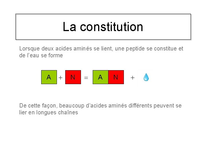 La constitution Lorsque deux acides aminés se lient, une peptide se constitue et de