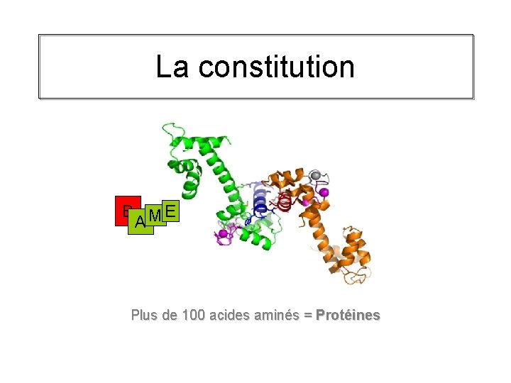 La constitution B ME A Plus de 100 acides aminés = Protéines 