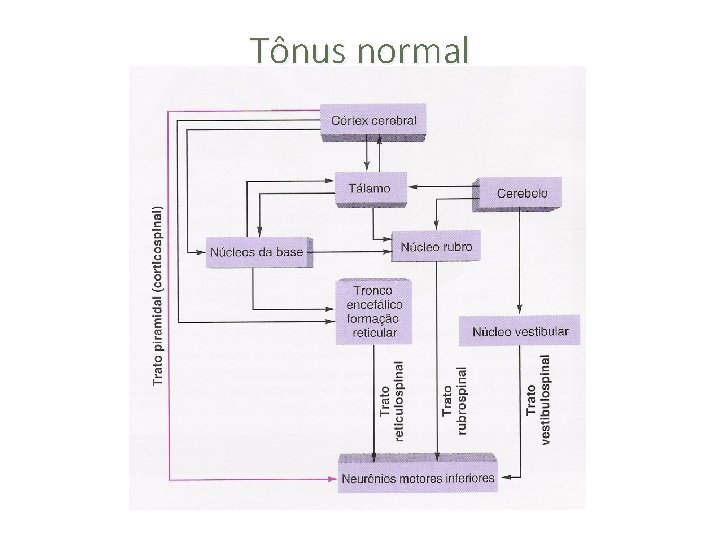 Tônus normal 
