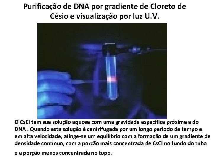 Purificação de DNA por gradiente de Cloreto de Césio e visualização por luz U.