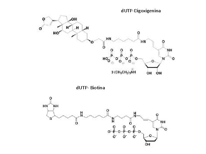 d. UTP-Digoxigenina d. UTP- Biotina 