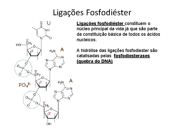 Ligações Fosfodiéster Ligações fosfodiéster constituem o núcleo principal da vida já que são parte