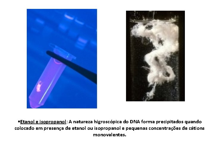 • Etanol e isopropanol: A natureza higroscópica do DNA forma precipitados quando colocado