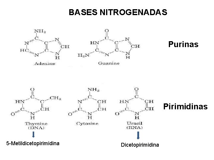 BASES NITROGENADAS Purinas Pirimidinas 5 -Metildicetopirimidina Dicetopirimidina 