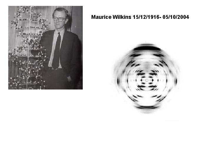 Maurice Wilkins 15/12/1916 - 05/10/2004 