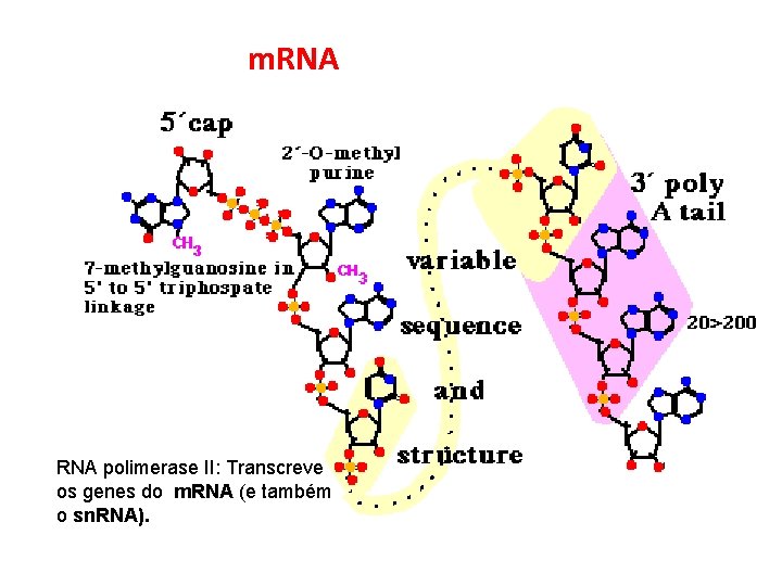 m. RNA polimerase II: Transcreve os genes do m. RNA (e também o sn.
