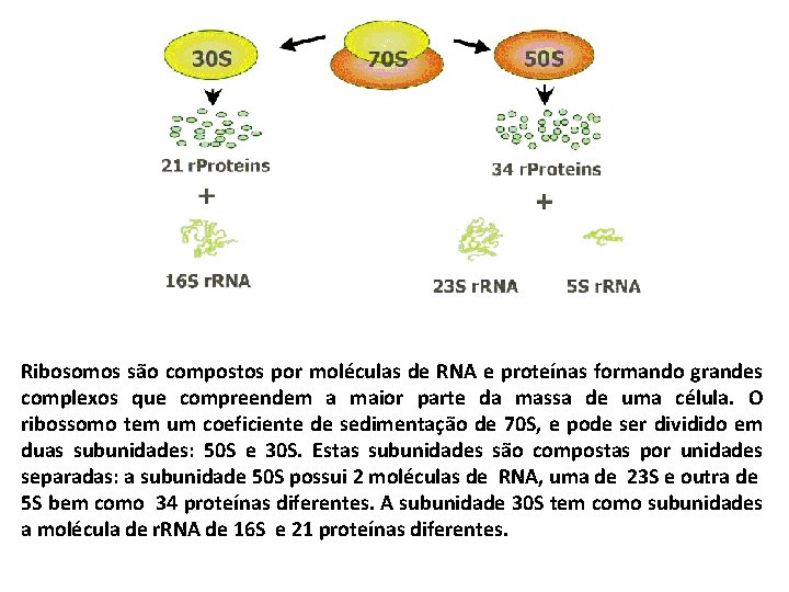 Ribosomos são compostos por moléculas de RNA e proteínas formando grandes complexos que compreendem