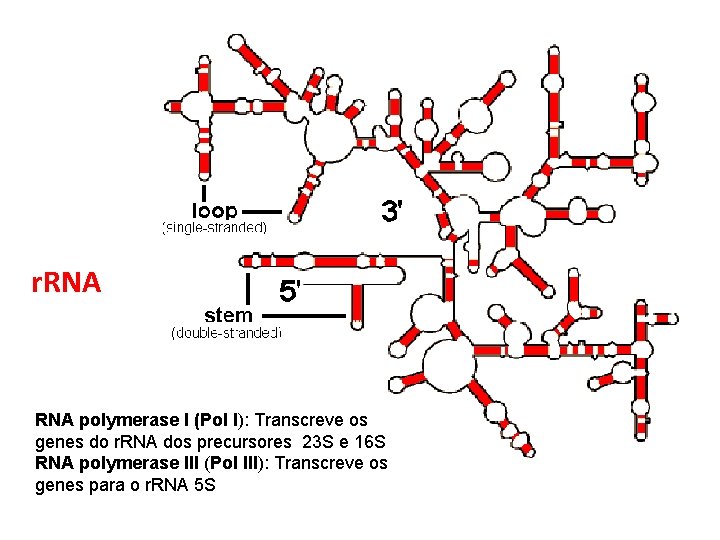 r. RNA polymerase I (Pol I): Transcreve os genes do r. RNA dos precursores
