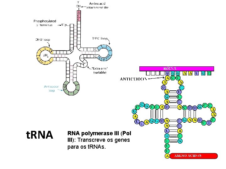 t. RNA polymerase III (Pol III): Transcreve os genes para os t. RNAs. 