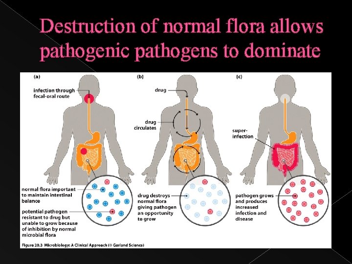 Destruction of normal flora allows pathogenic pathogens to dominate 