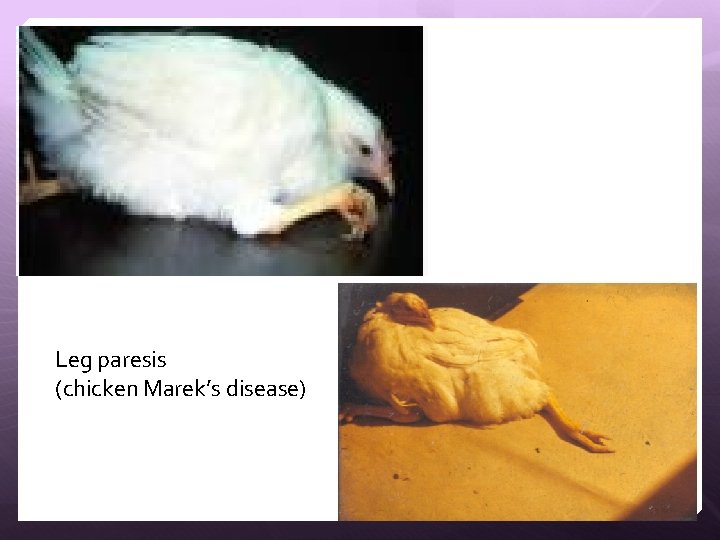 Leg paresis (chicken Marek’s disease) 