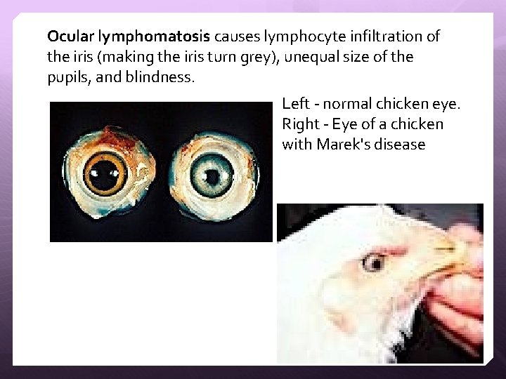 Ocular lymphomatosis causes lymphocyte infiltration of the iris (making the iris turn grey), unequal