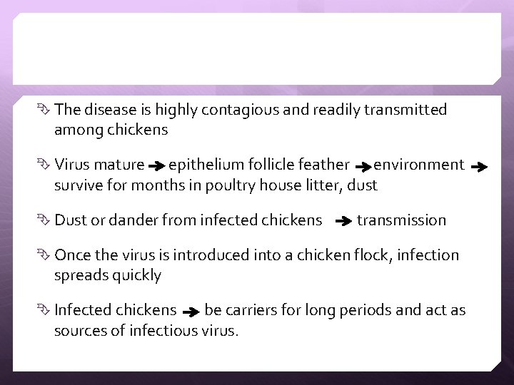  The disease is highly contagious and readily transmitted among chickens Virus mature epithelium