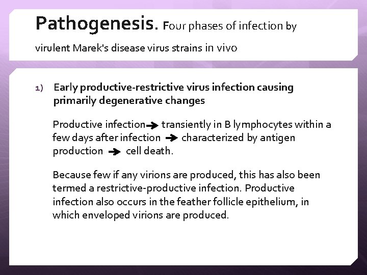Pathogenesis. Four phases of infection by virulent Marek's disease virus strains in vivo 1)