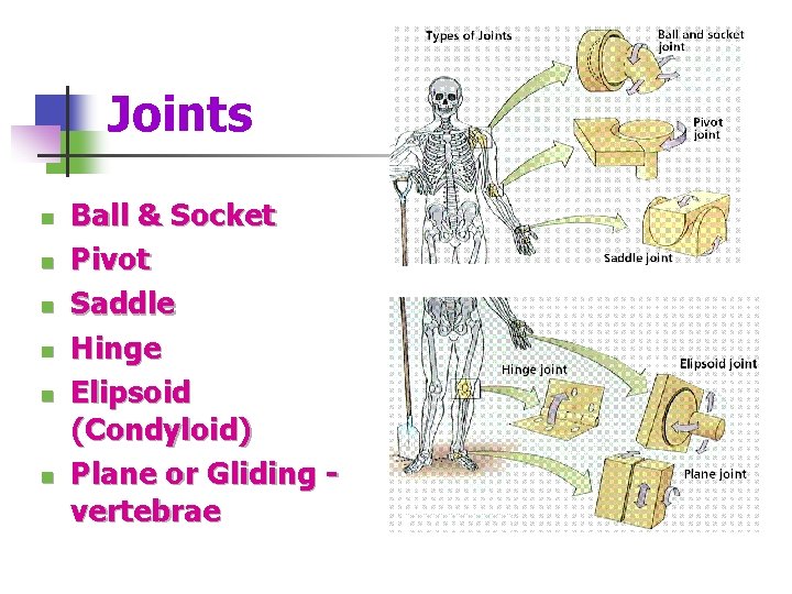 Joints n n n Ball & Socket Pivot Saddle Hinge Elipsoid (Condyloid) Plane or