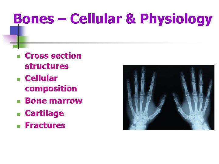 Bones – Cellular & Physiology n n n Cross section structures Cellular composition Bone