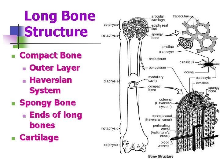 Long Bone Structure n n n Compact Bone n Outer Layer n Haversian System